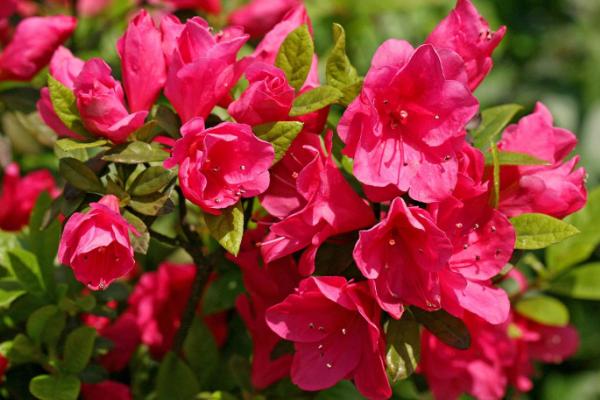 杜鵑花圖片大全 杜鵑花花語及寓意