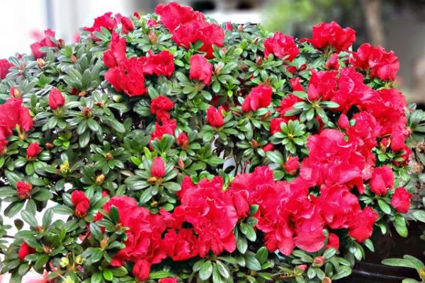 杜鵑花圖片大全 杜鵑花花語及寓意