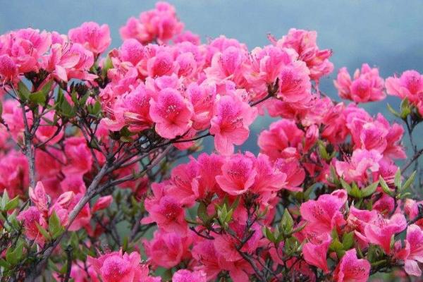 杜鵑花圖片大全 杜鵑花花語及寓意