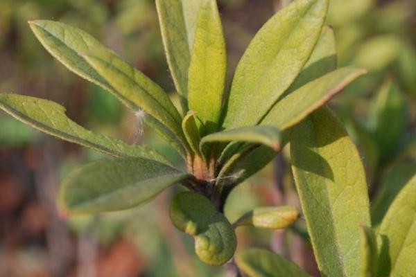 杜鵑花圖片大全 杜鵑花花語及寓意