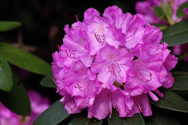 杜鵑花圖片大全 杜鵑花花語及寓意