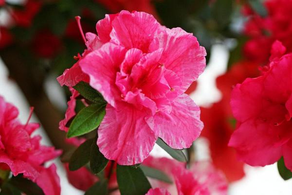 杜鵑花什么時(shí)候開 杜鵑花花期是幾月