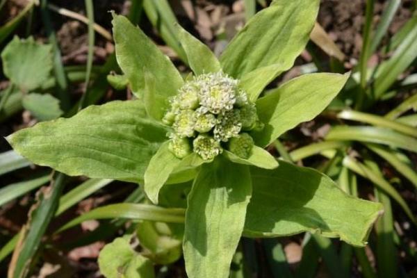 蜂斗菜功效與作用及禁忌 蜂斗菜藥用價值