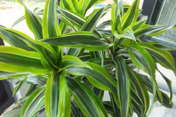 巴西木為什么叫幸運木 巴西木開花是什么兆頭