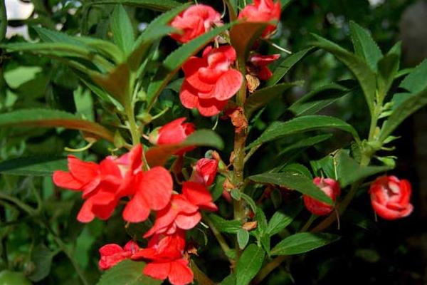 鳳仙花怎么畫（圖解步驟） 鳳仙花像什么