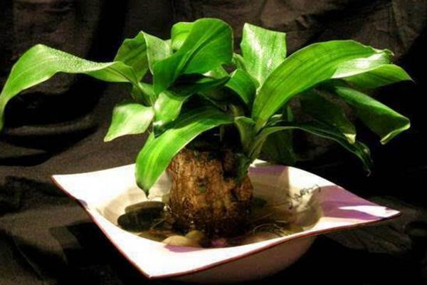 巴西木盆景怎么制作造型好看 巴西木能水培養殖嗎