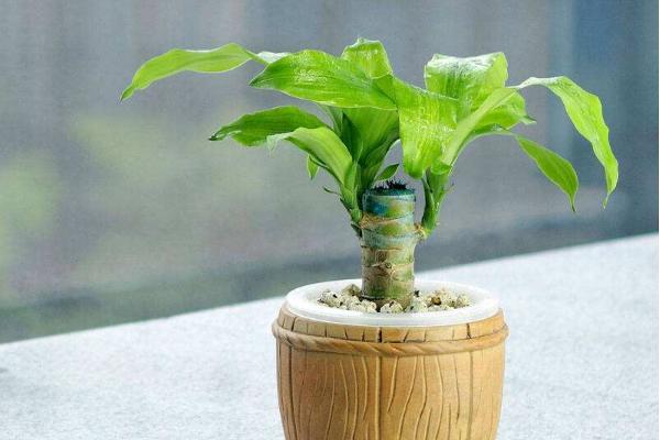 巴西木怎么澆水（多久澆一次） 巴西木葉子發黃怎么辦