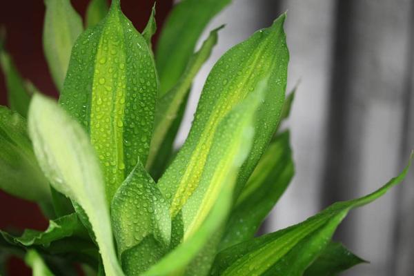 巴西木怎么澆水(多久澆一次) 巴西木葉子發(fā)黃怎么辦