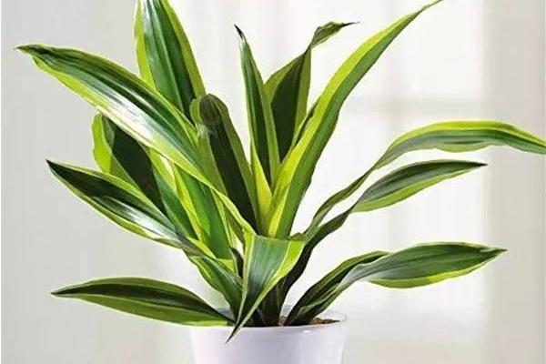 巴西木怎么澆水(多久澆一次) 巴西木葉子發(fā)黃怎么辦