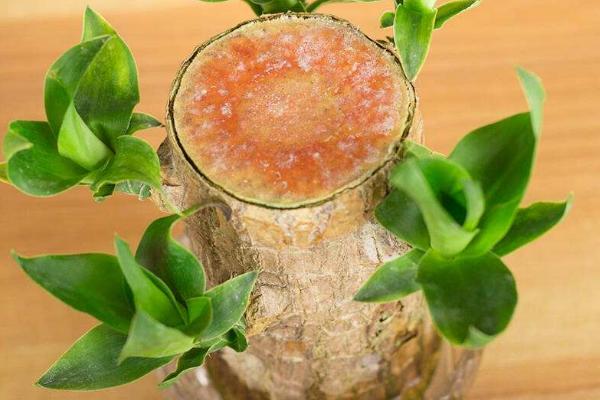 巴西木怎么澆水(多久澆一次) 巴西木葉子發(fā)黃怎么辦