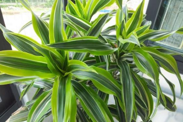 巴西木怎么澆水(多久澆一次) 巴西木葉子發(fā)黃怎么辦