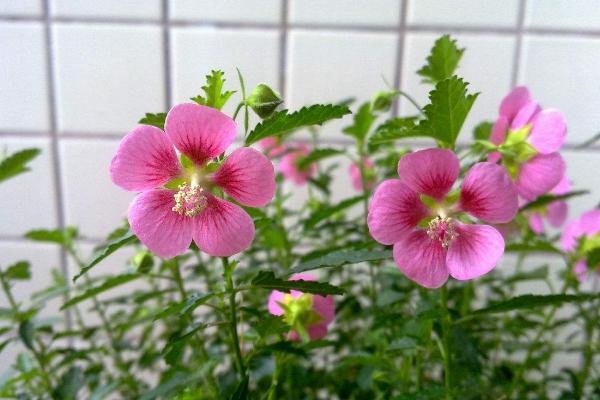 小木槿和木槿的區(qū)別是什么 小木槿怎么爆盆