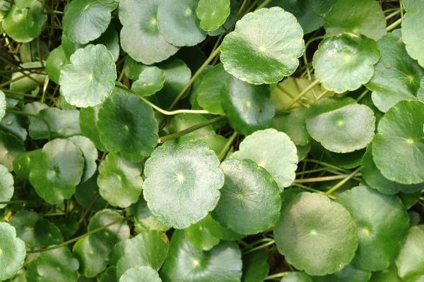 鏡面草和銅錢草的區(qū)別是什么 鏡面草簡(jiǎn)介