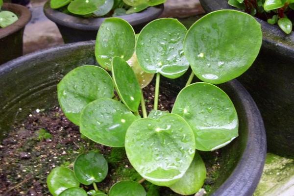 鏡面草開花嗎 鏡面草什么時(shí)候開花（幾月）