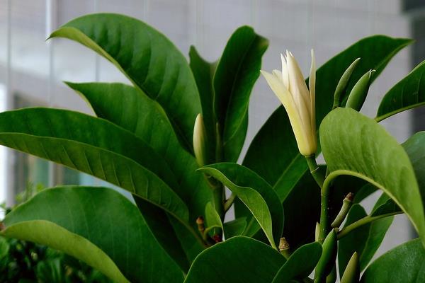 白蘭花怎么施肥 白蘭花施什么肥