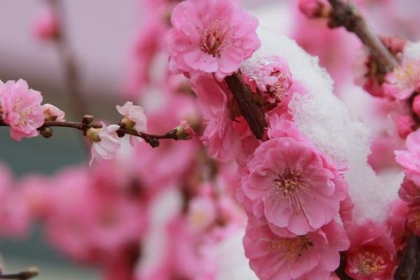 梅花品種大全 梅花象征什么意義