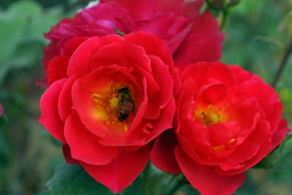 月季花怎么養 月季花養殖方法與注意事項