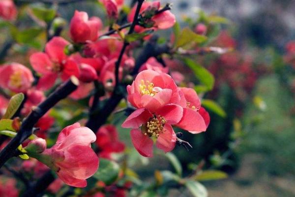 梅花品種大全 梅花象征什么意義