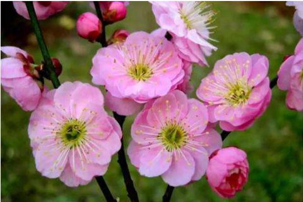 梅花品種大全 梅花象征什么意義