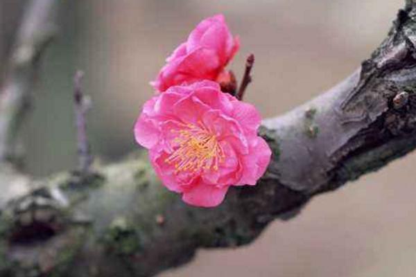 梅花品種大全 梅花象征什么意義