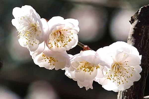 梅花品種大全 梅花象征什么意義