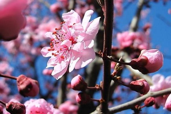 梅花品種大全 梅花象征什么意義