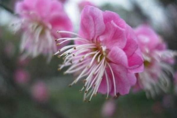 梅花品種大全 梅花象征什么意義