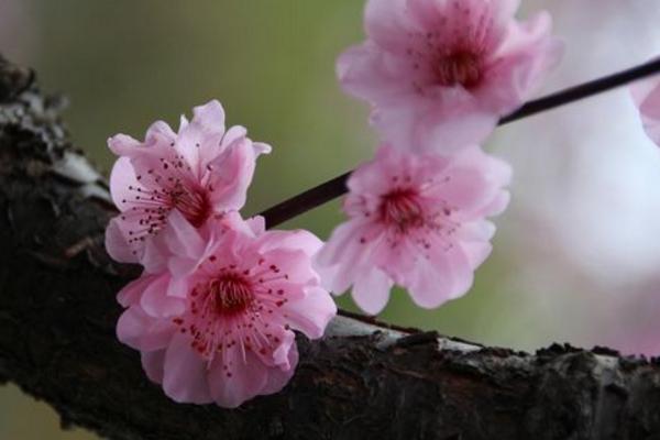 梅花品種大全 梅花象征什么意義