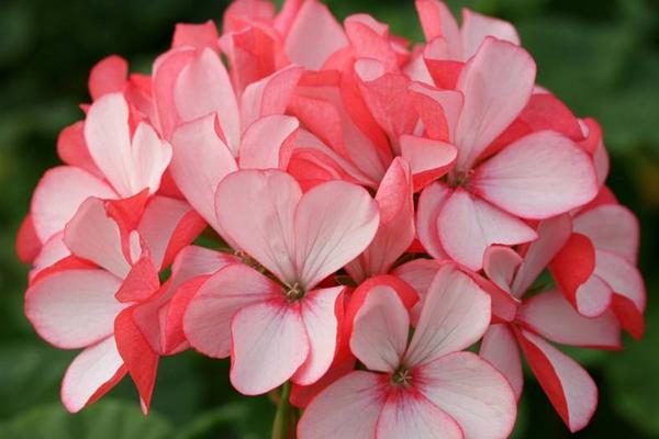 天竺葵什么時(shí)候開花 天竺葵花期是幾月