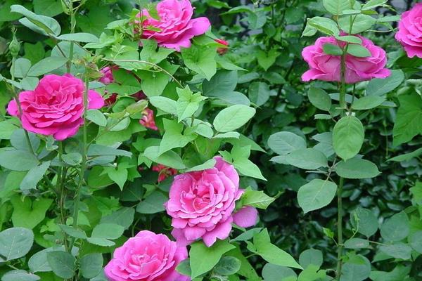 月季有哪些品種 月季花像什么