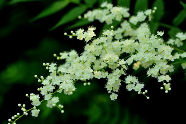 珍珠梅盆景怎么種好看 珍珠梅盆景掉葉子怎么辦