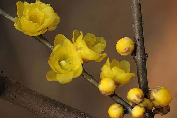 臘梅花功效與作用 臘梅花藥用價值