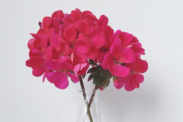 天竺葵葉子發黃怎么辦 天竺葵掉葉子的原因及解決方法