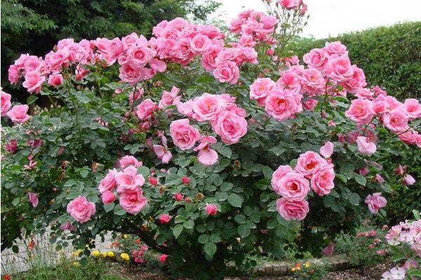 月季樹市場價格多少錢一株  月季樹是什么