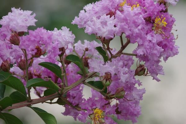 紫薇花種子市場價格多少錢一斤  紫薇花種子怎么種
