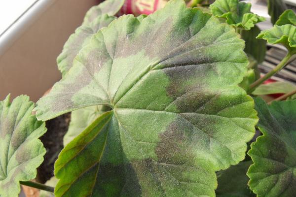 天竺葵葉子發黃怎么辦 天竺葵掉葉子的原因及解決方法