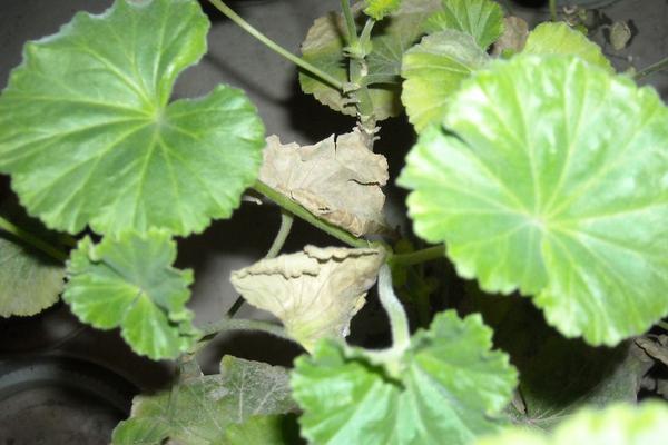 天竺葵葉子發黃怎么辦 天竺葵掉葉子的原因及解決方法