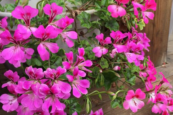 天竺葵葉子發黃怎么辦 天竺葵掉葉子的原因及解決方法