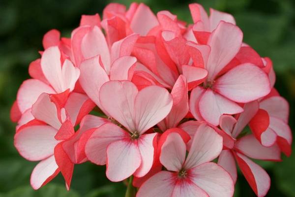 天竺葵葉子發黃怎么辦 天竺葵掉葉子的原因及解決方法