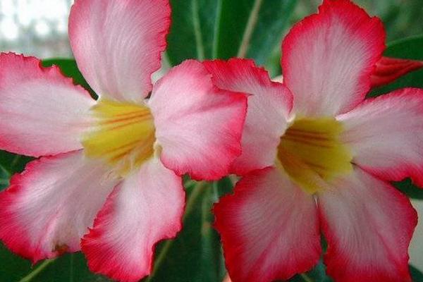 沙漠玫瑰圖片大全 沙漠玫瑰花語及寓意