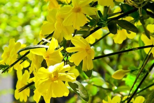 迎春花圖片大全 迎春花花語及寓意