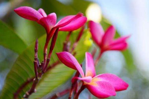 迎春花圖片大全 迎春花花語及寓意