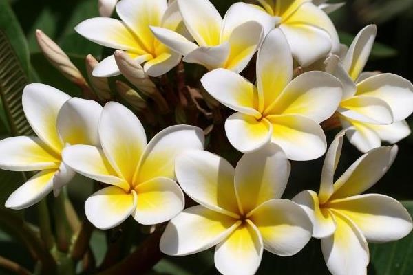 迎春花圖片大全 迎春花花語及寓意