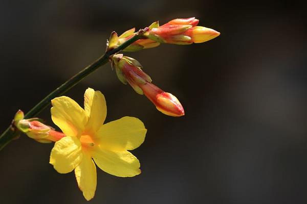 迎春花圖片大全 迎春花花語及寓意