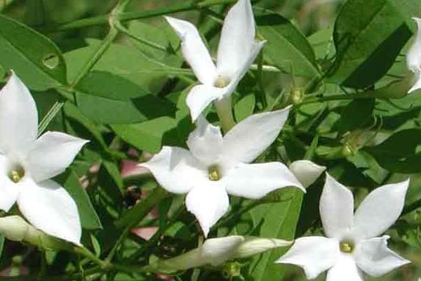 迎春花圖片大全 迎春花花語及寓意