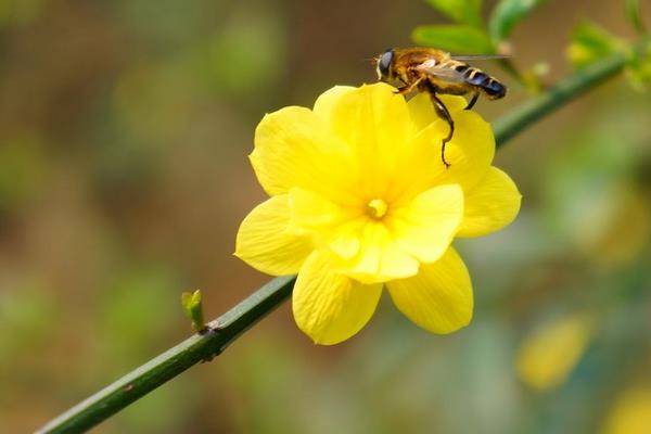 迎春花圖片大全 迎春花花語及寓意