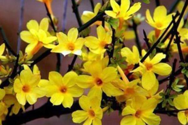 迎春花圖片大全 迎春花花語及寓意