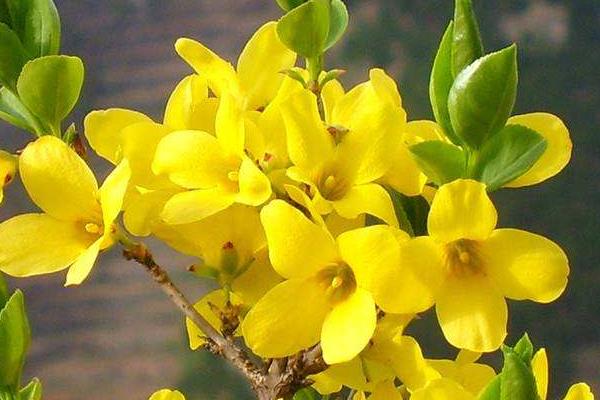 迎春花圖片大全 迎春花花語及寓意