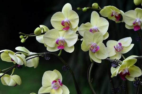 迎春花像什么 迎春花相關的詩句有哪些