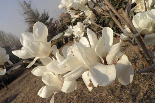 玉蘭花茶的功效與作用及禁忌  玉蘭花茶的做法